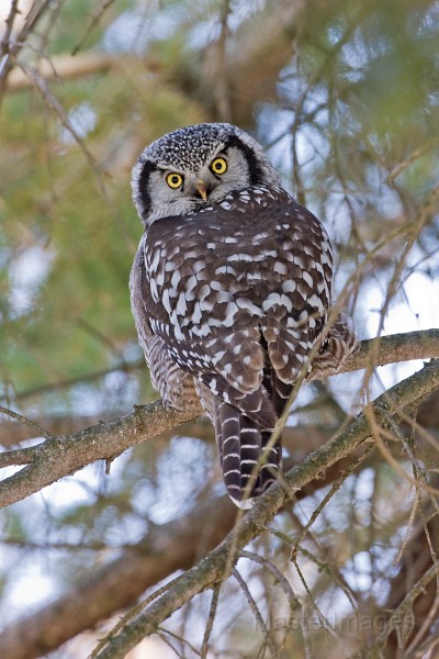 IMG_6827c.jpg - Northern Hawk-Owl (Surnia ulula)